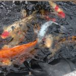 Colorful koi fish swimming in a pond.