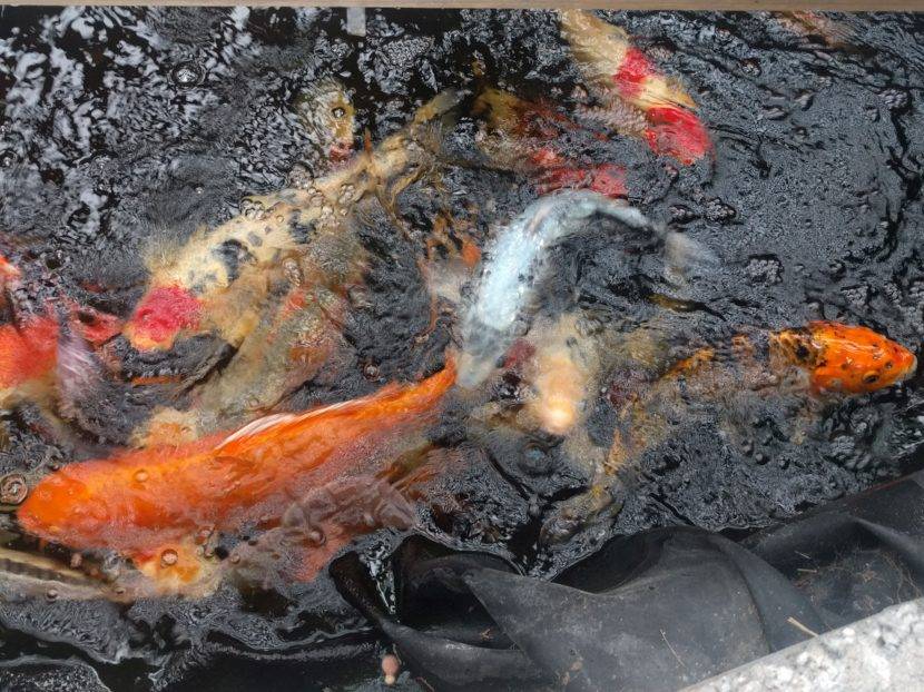 Colorful koi fish swimming in a pond.