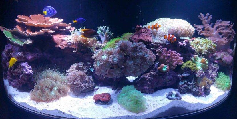 Colorful coral reef aquarium with tropical fish.