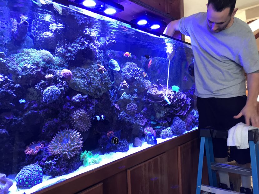 Man cleaning large aquarium with corals.
