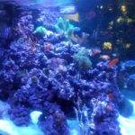Colorful coral reef aquarium with fish.