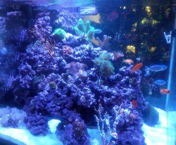 Colorful coral reef aquarium with fish.