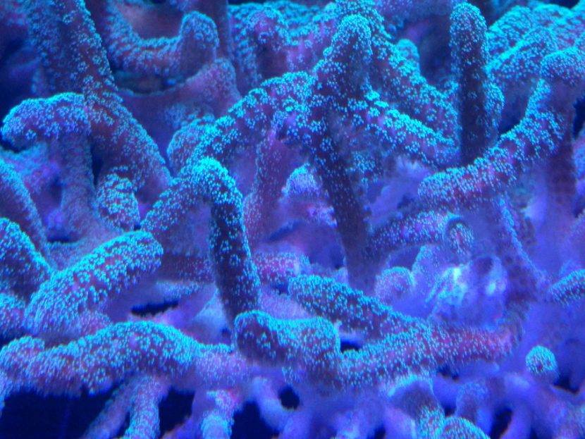 Vibrant blue coral under UV light.