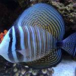Striped tropical fish swimming near corals.