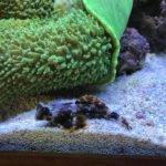 Fish resting near coral and anemone.