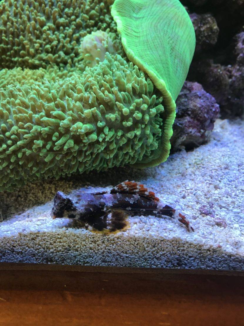 Fish resting near coral and anemone.