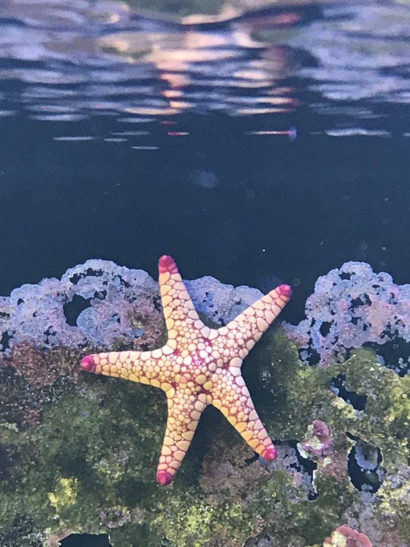 Starfish on coral underwater near surface.