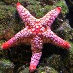 Red starfish on a mossy rock.
