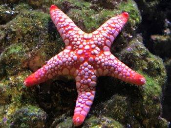 Red starfish on a mossy rock.