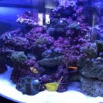 Colorful coral reef aquarium with various fish.