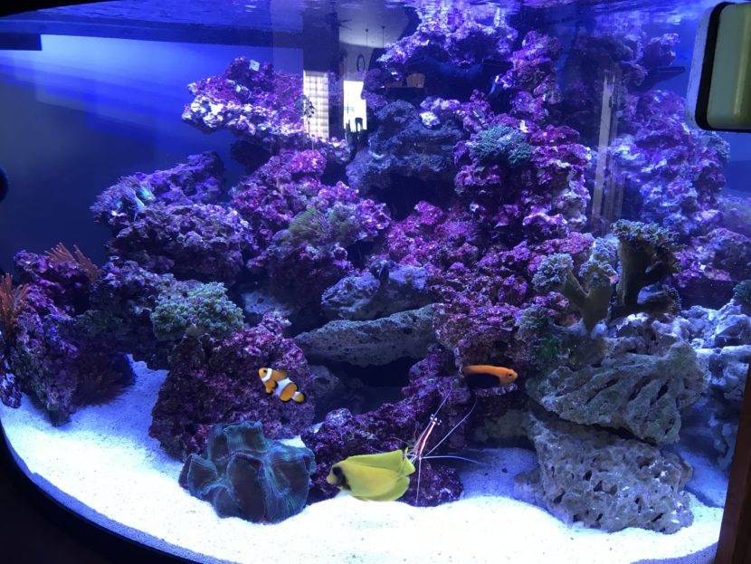 Colorful coral reef aquarium with various fish.
