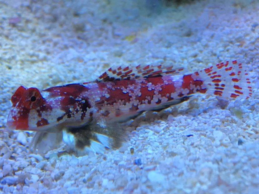 Red and white fish on sandy substrate.