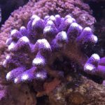 Purple coral in an aquarium setting.