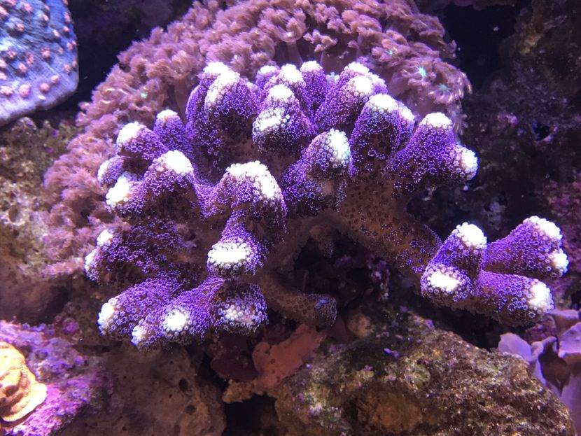 Purple coral in an aquarium setting.