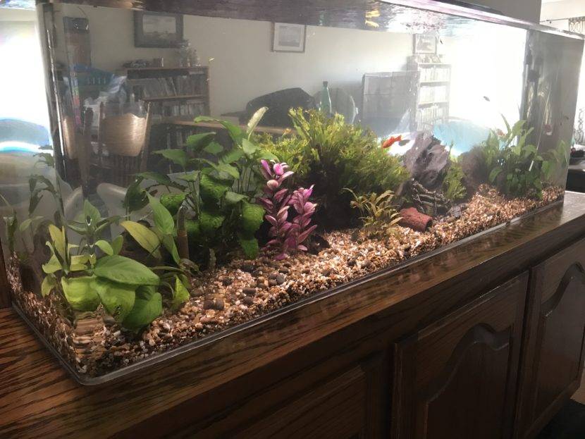 Aquarium with plants and colorful fish inside.