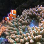 Clownfish swimming near sea anemone in ocean.