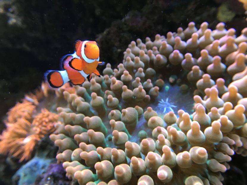 Clownfish swimming near sea anemone in ocean.