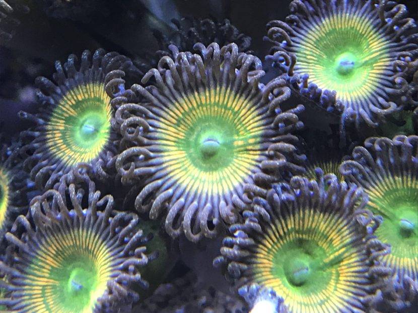 Colorful sea anemones with vibrant radial patterns.