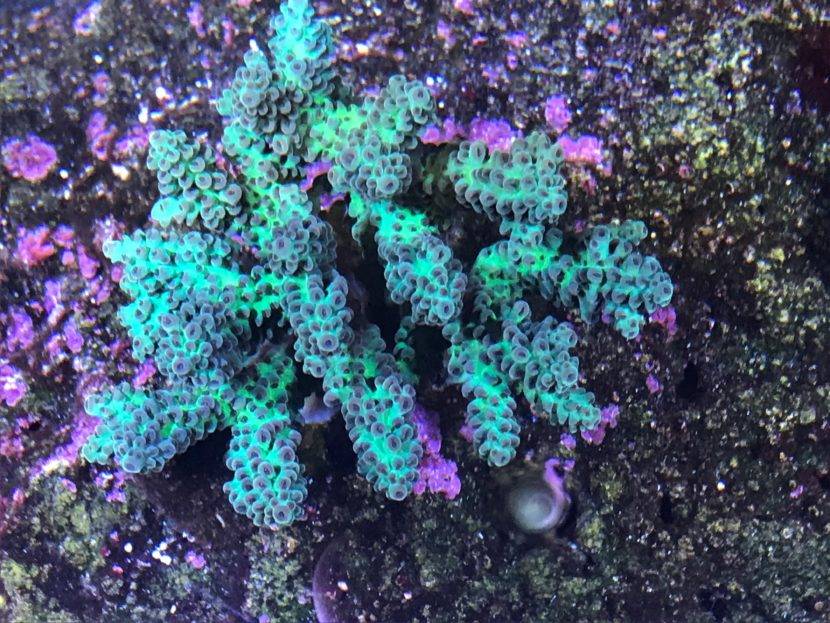 Green and purple coral on rocky surface.