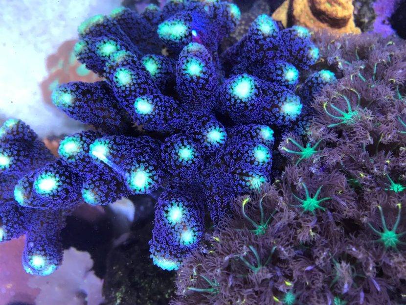 Colorful coral with glowing blue tips.