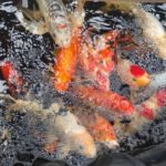 Colorful koi fish swimming in a pond.
