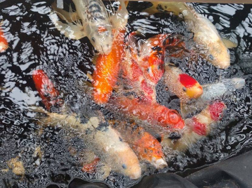 Colorful koi fish swimming in a pond.
