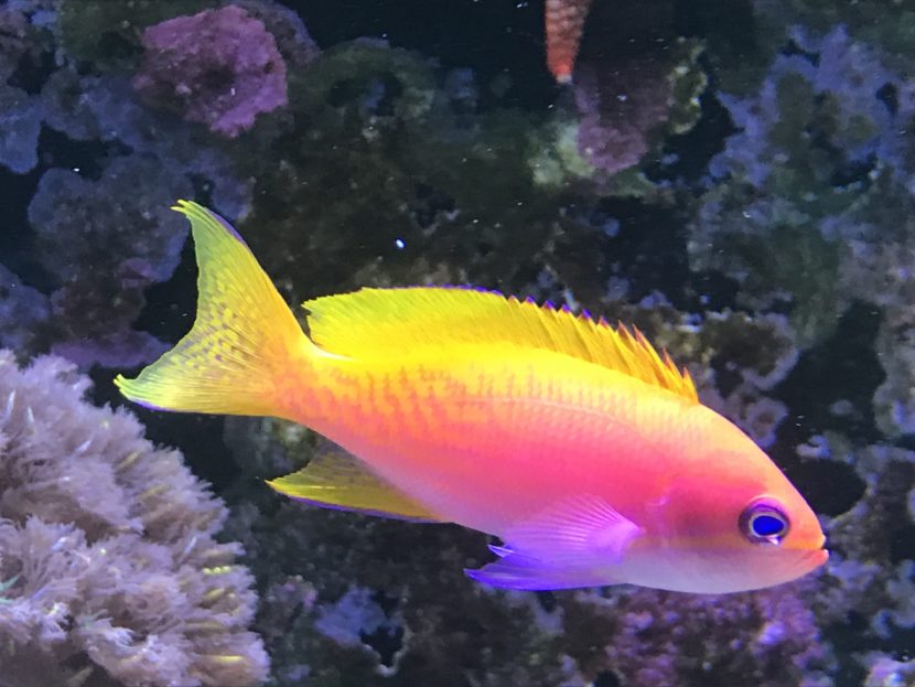 Colorful fish swimming near coral reef.