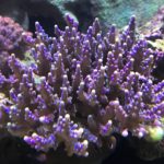 Purple coral in underwater marine environment.