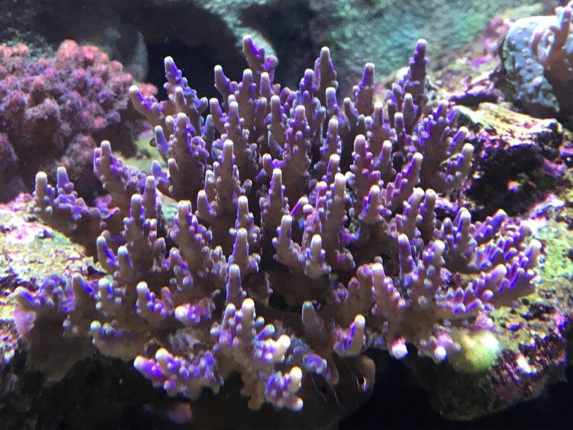 Purple coral in underwater marine environment.
