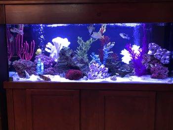 Colorful aquarium with corals and fish.