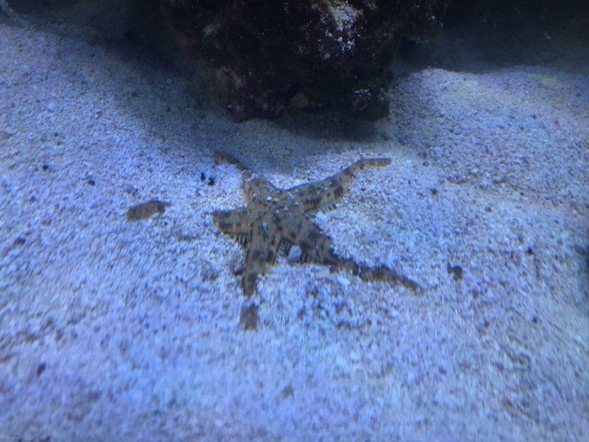 Starfish camouflaged on sandy ocean floor.