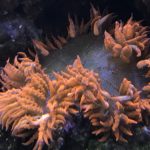 Orange sea anemone with wavy tentacles.
