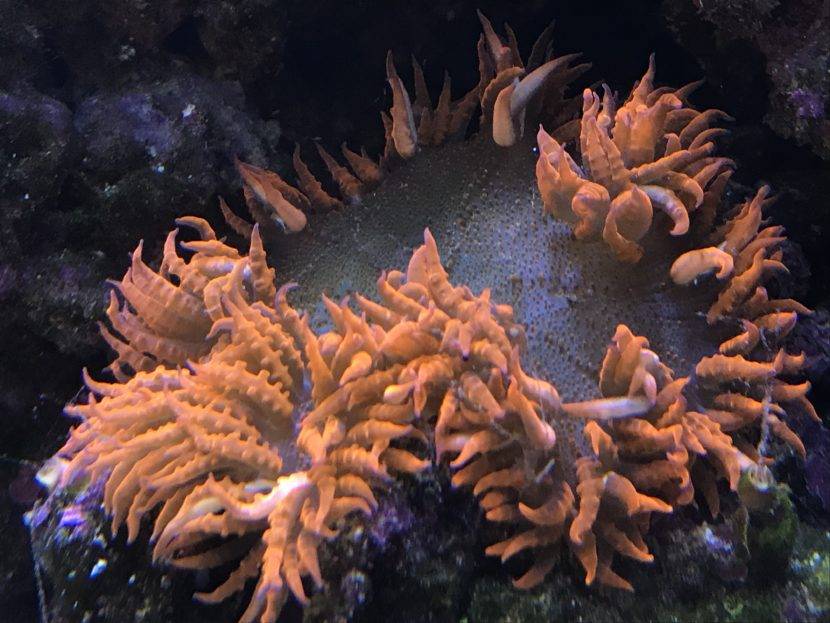 Orange sea anemone with wavy tentacles.