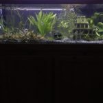 Aquarium with plants and decorative structure.