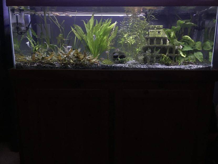 Aquarium with plants and decorative structure.