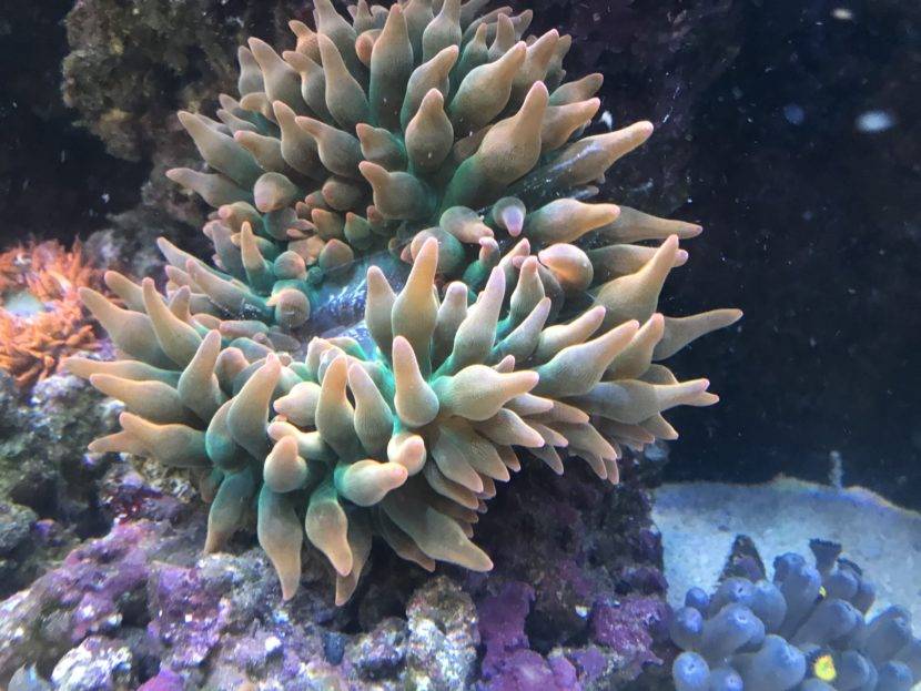 Sea anemone in a coral reef aquarium.