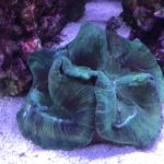 Green coral in an aquarium setting.