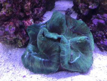 Green coral in an aquarium setting.