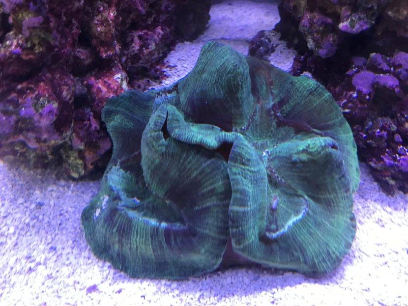 Green coral in an aquarium setting.