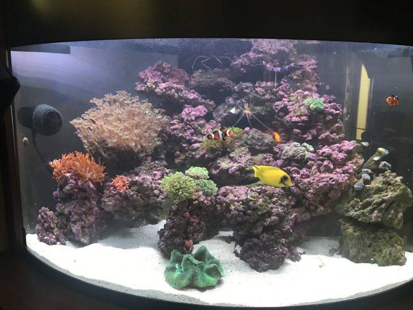 Colorful fish and coral in aquarium tank.