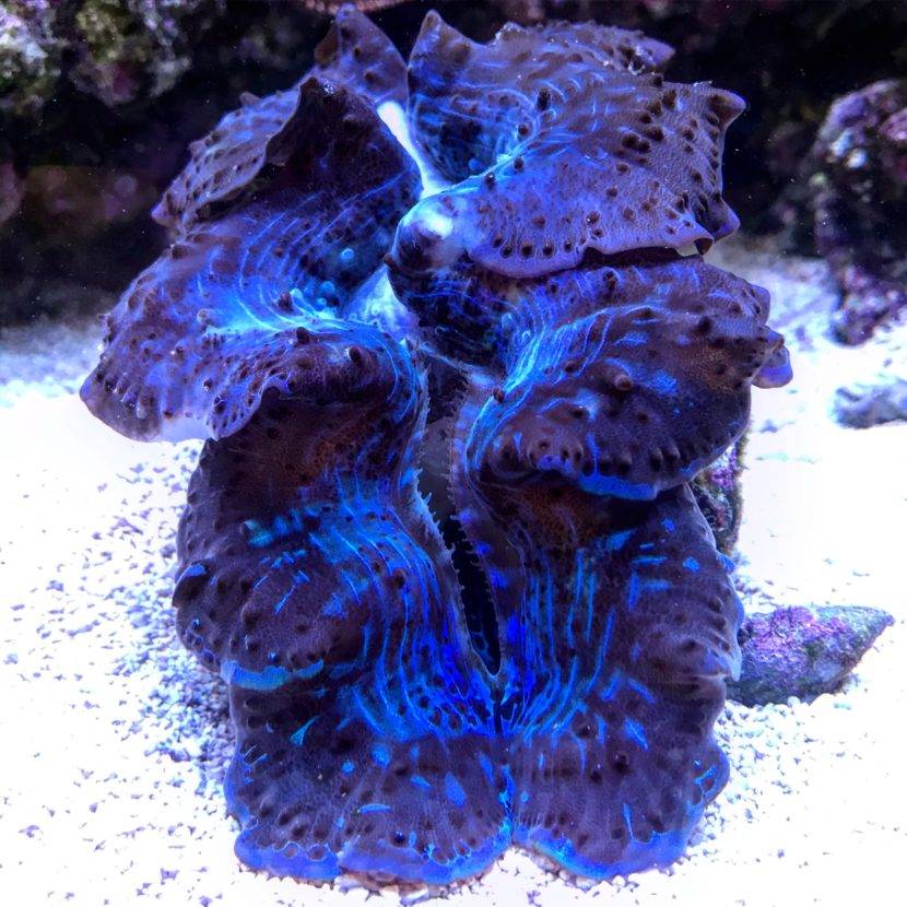 Blue giant clam on sandy ocean floor.