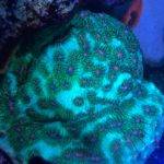 Colorful coral in underwater marine environment.