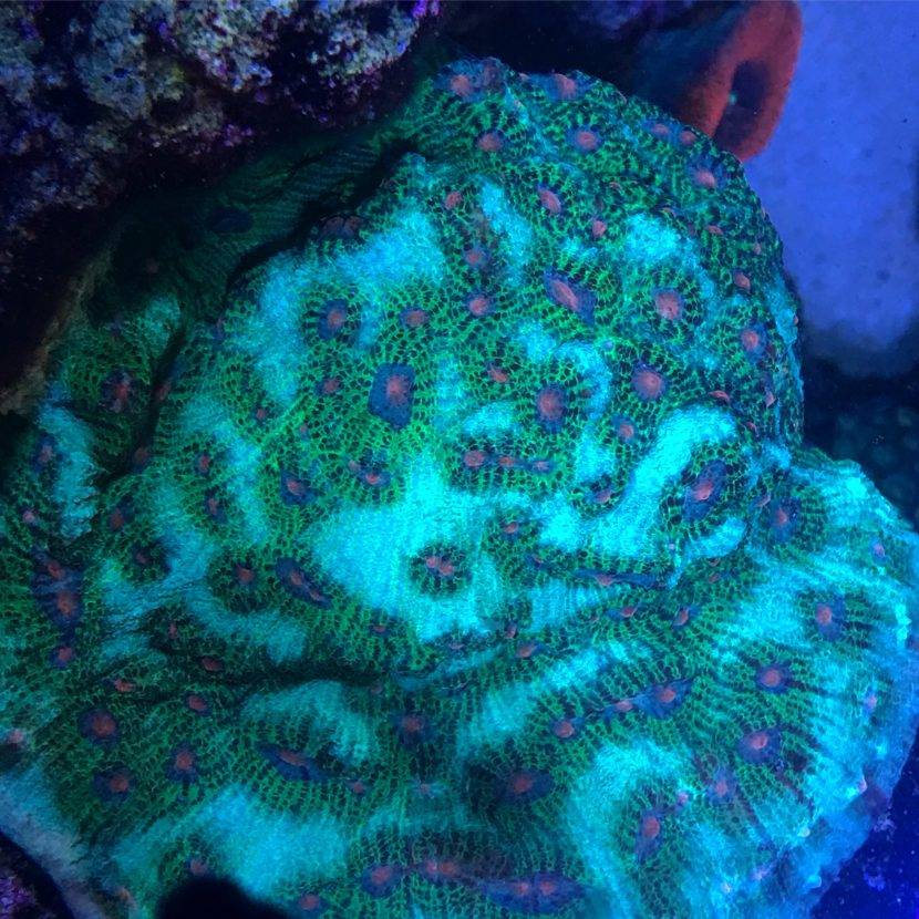 Colorful coral in underwater marine environment.