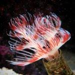 Colorful marine feather duster worm underwater.