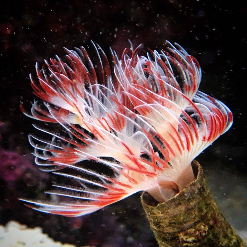 Colorful marine feather duster worm underwater.