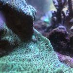 Underwater coral reef with vibrant textures.