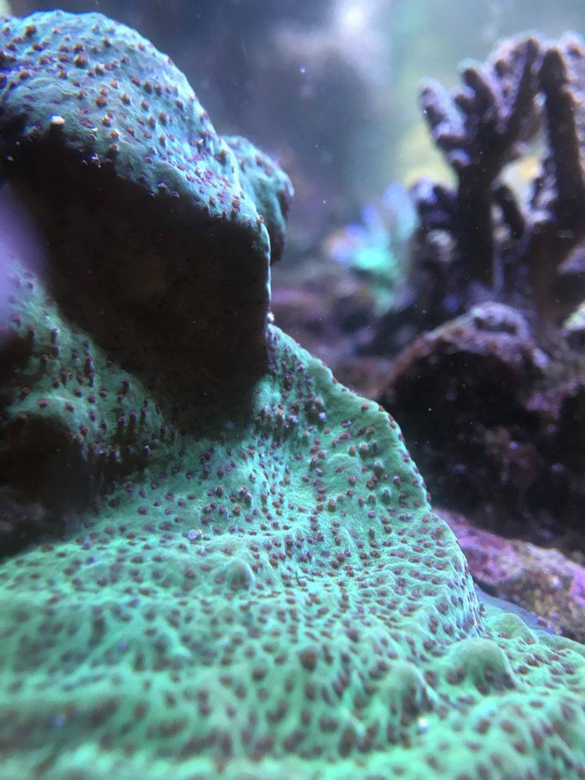 Underwater coral reef with vibrant textures.