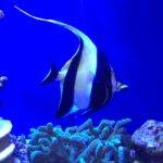 Moorish idol fish swimming in aquarium.