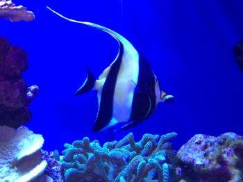 Moorish idol fish swimming in aquarium.