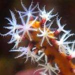 Close-up of vibrant coral polyps underwater.